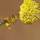 Fleißige Bienen .....