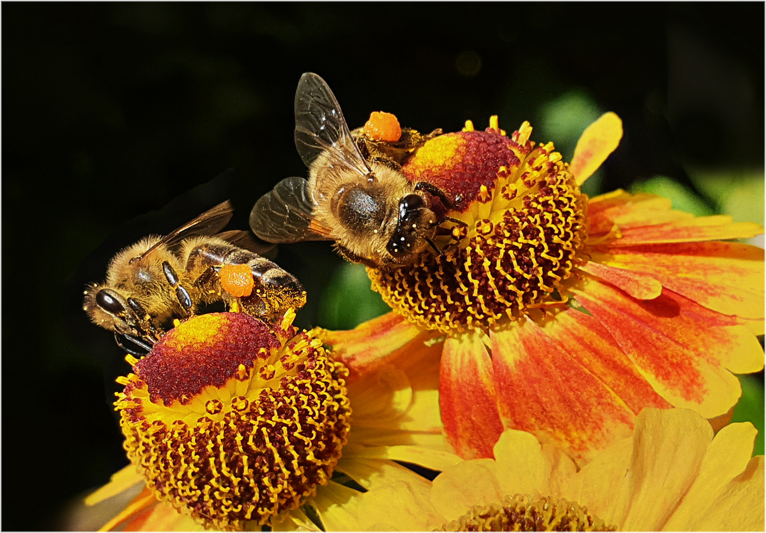 fleißige Bienen Foto & Bild makro, natur, blume Bilder auf