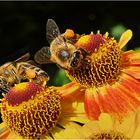 fleißige Bienen