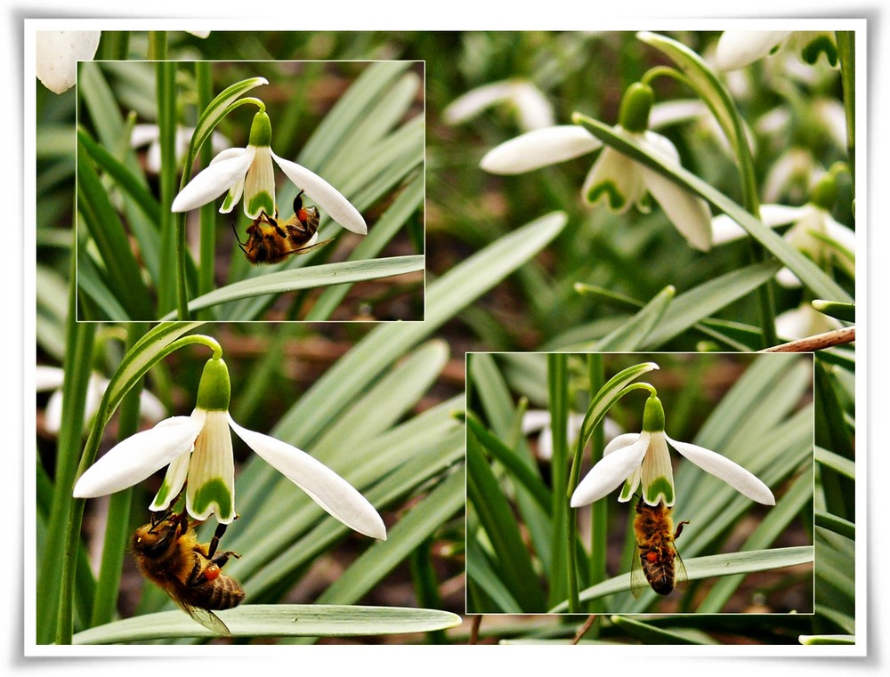 Fleißige Bienen II