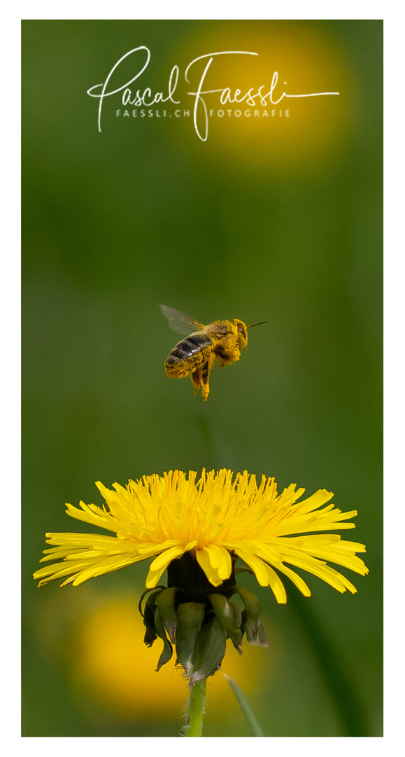 Fleissige Bienen im Frühling