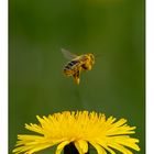 Fleissige Bienen im Frühling