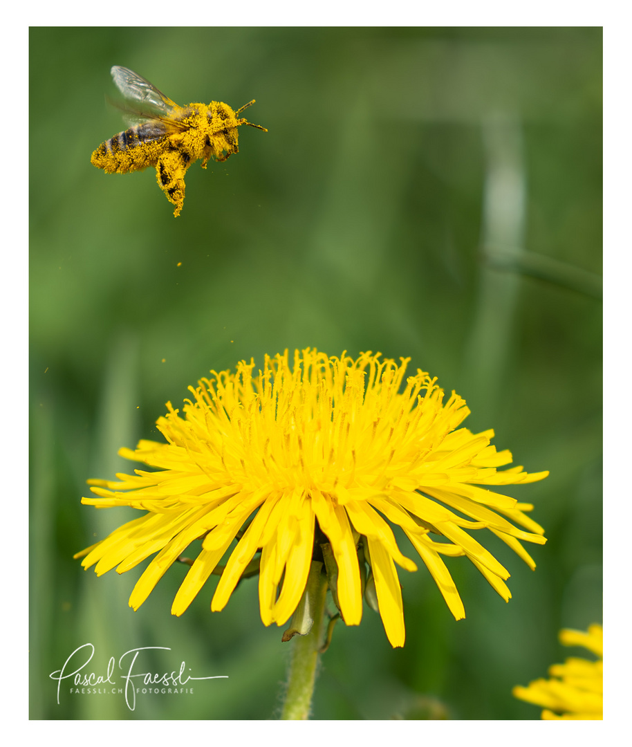 Fleissige Bienen im Frühling