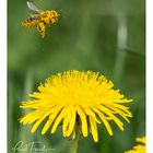 Fleissige Bienen im Frühling