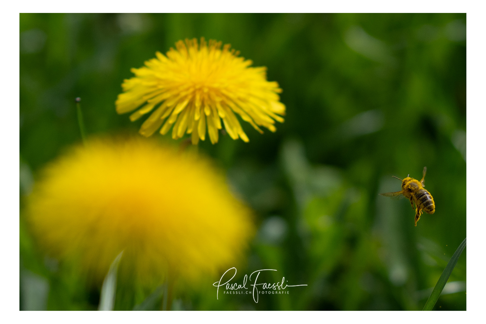 Fleissige Bienen im Frühling