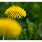 Fleissige Bienen im Frühling