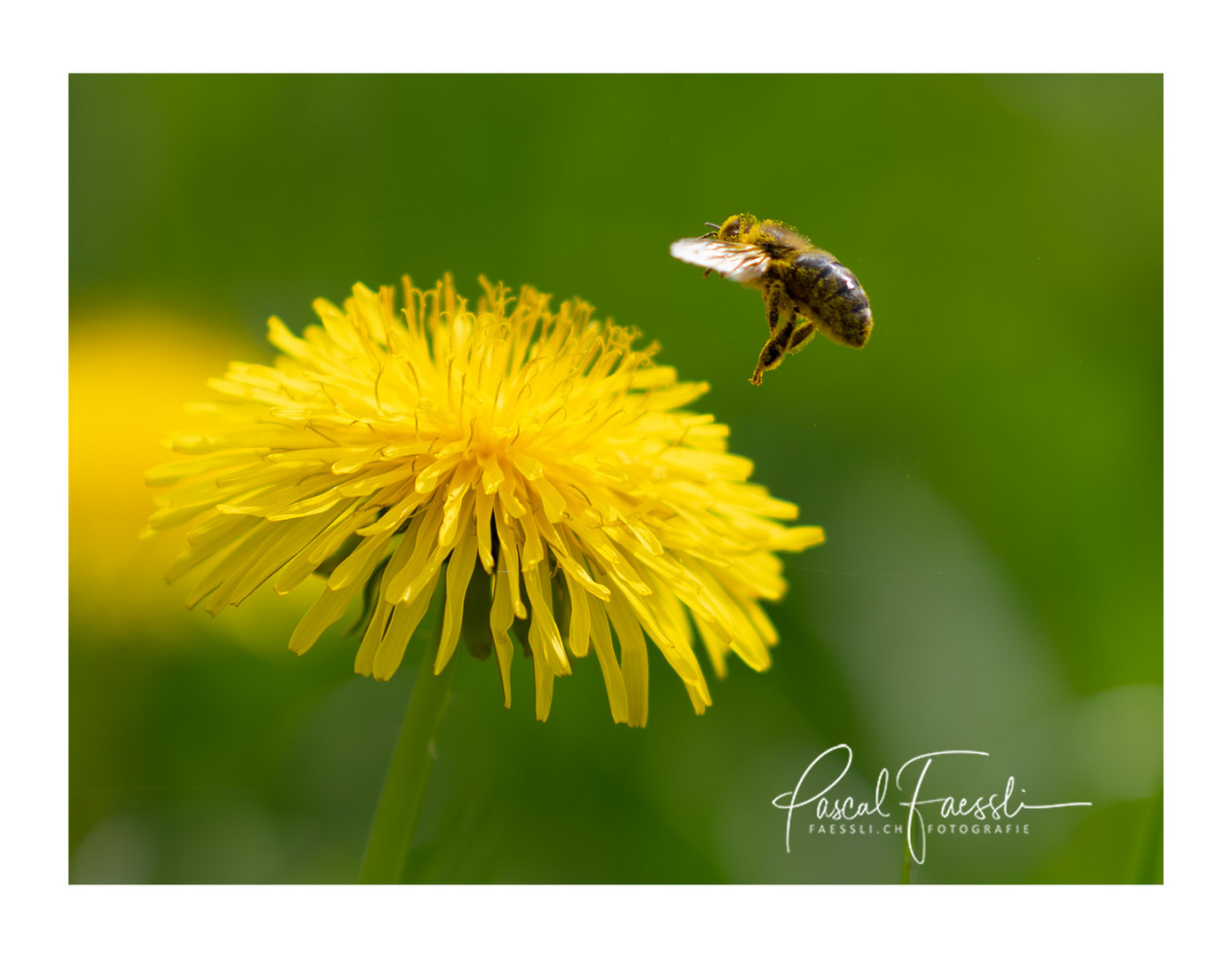 Fleissige Bienen im Frühling