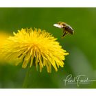 Fleissige Bienen im Frühling