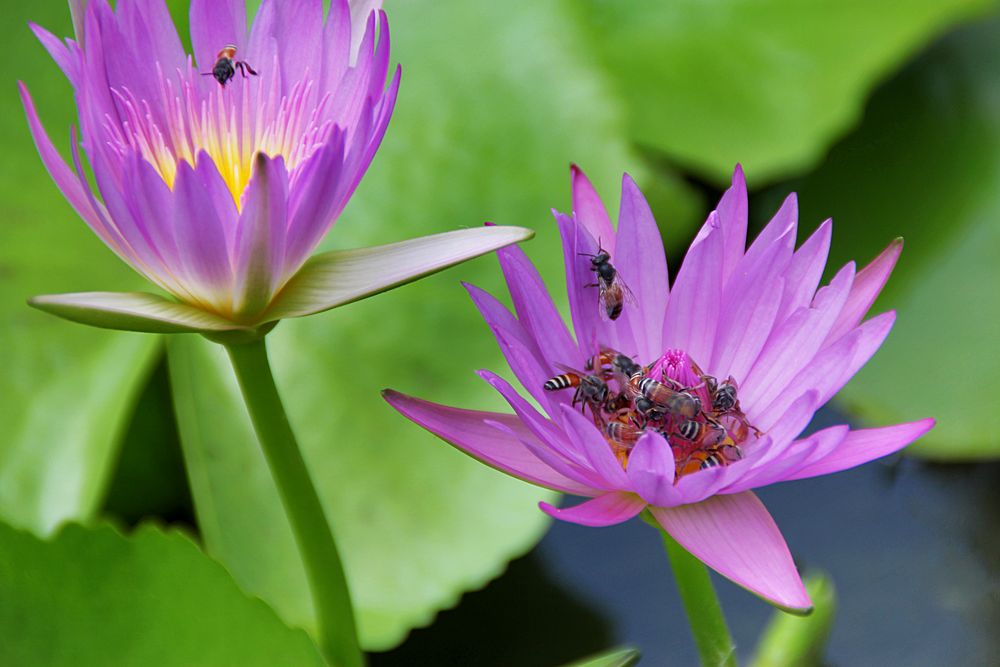 Fleißige Bienen - Nur gemeinsam schaffen sie es von photodanny 