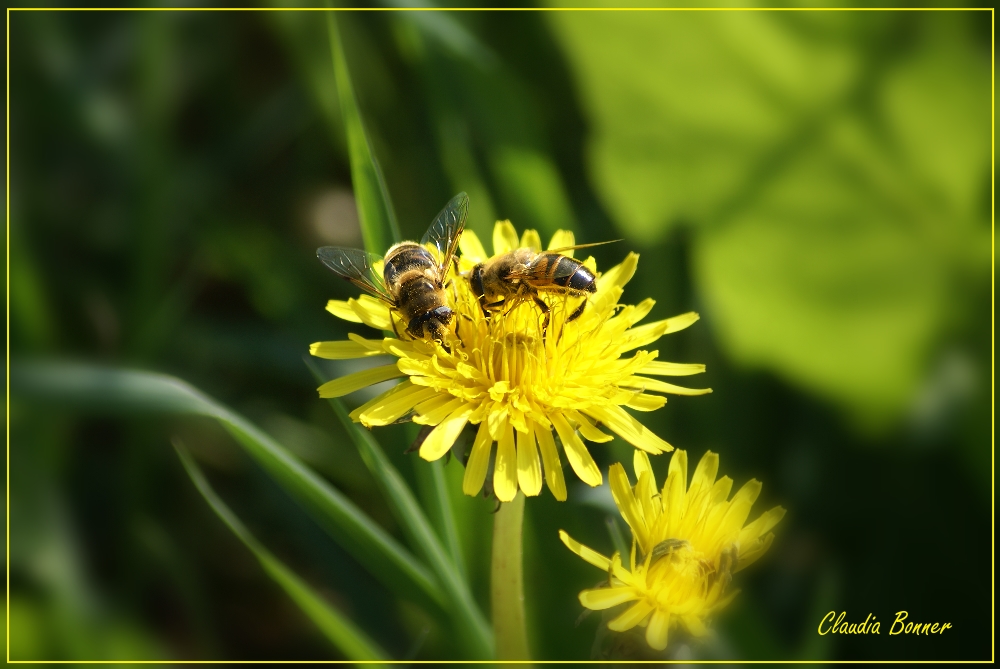 Fleißige Bienen nutzen die herbstlichen Sonnenstrahlen