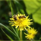 Fleißige Bienen nutzen die herbstlichen Sonnenstrahlen