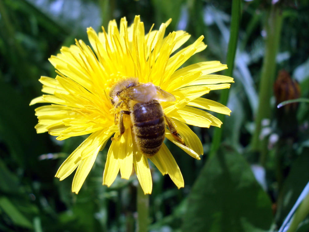 Fleißige Bienen2