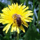 Fleißige Bienen2