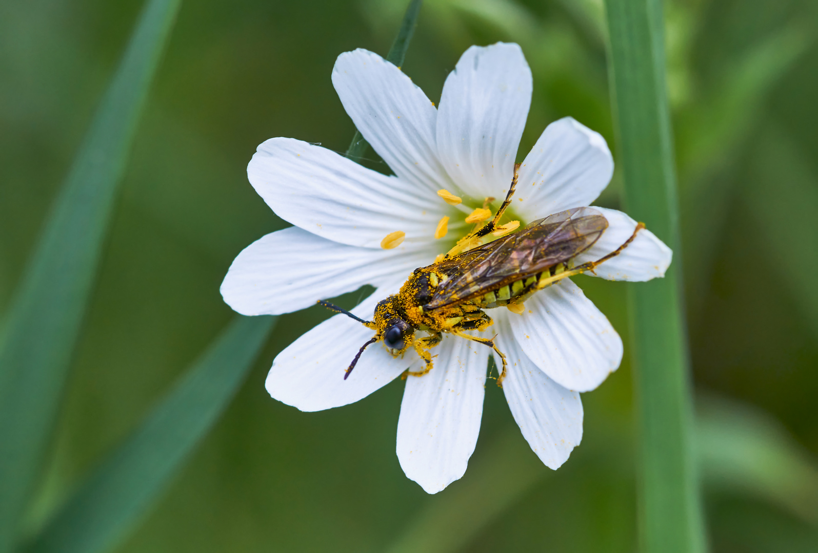 Fleißige Blattwespe