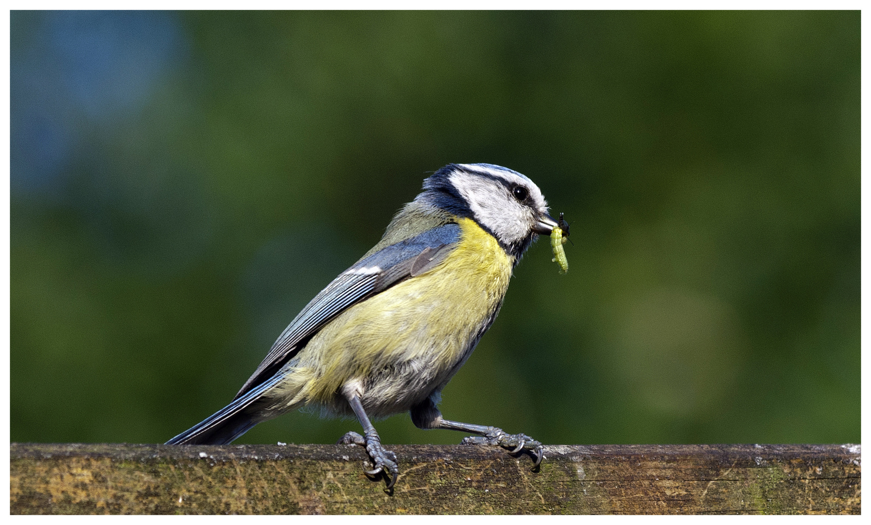 Fleißige Blaumeise