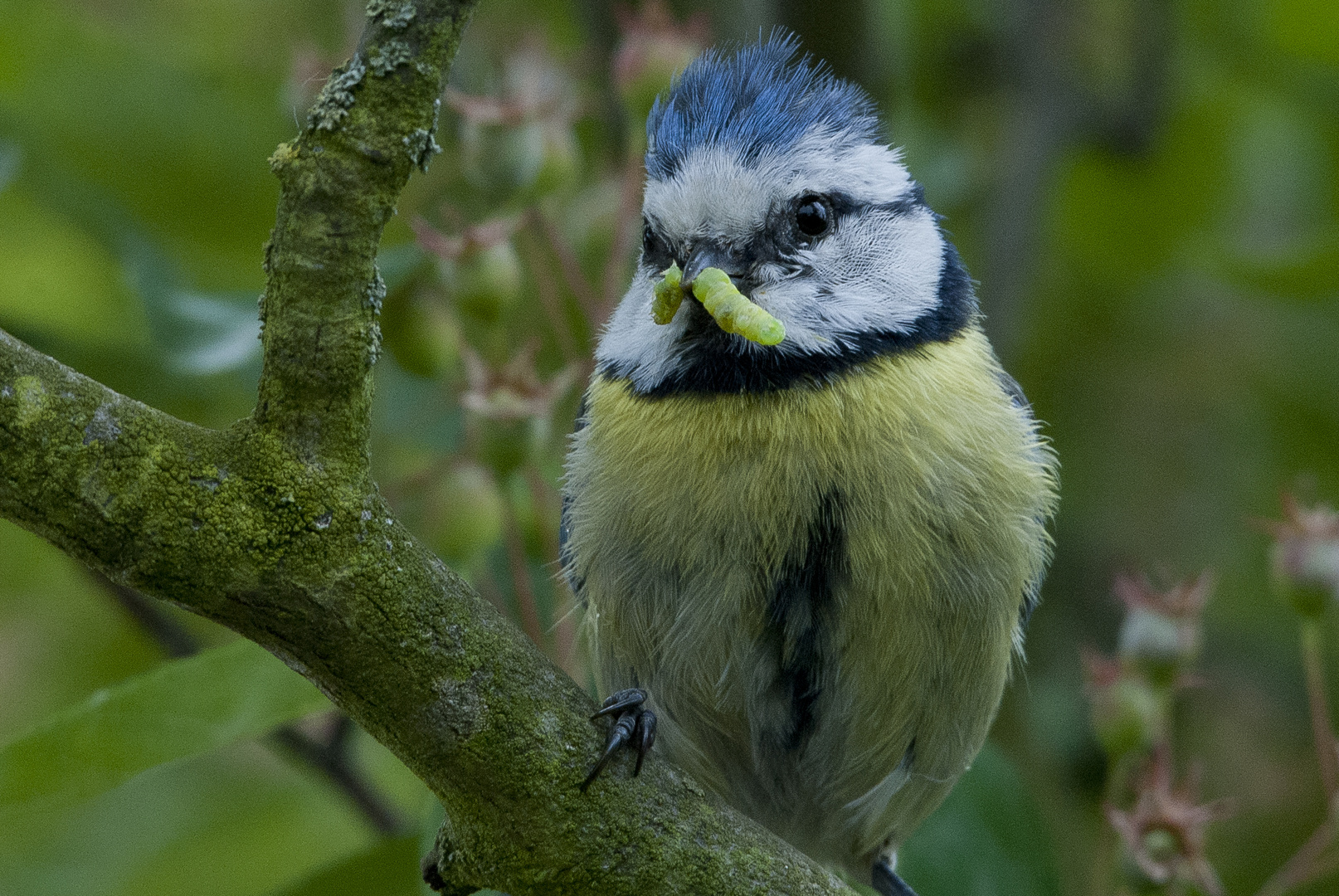 fleißige Blaumeise