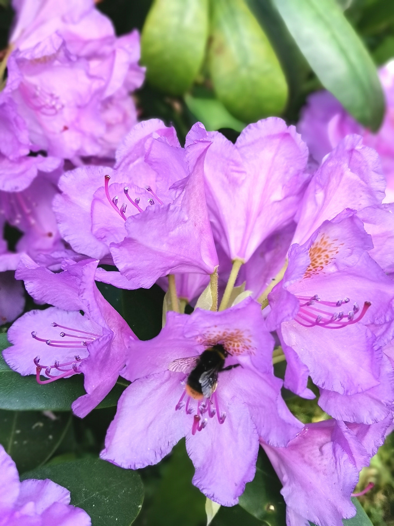 Fleißige Bumblebee im Rhododendron 