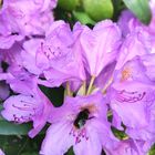 Fleißige Bumblebee im Rhododendron 