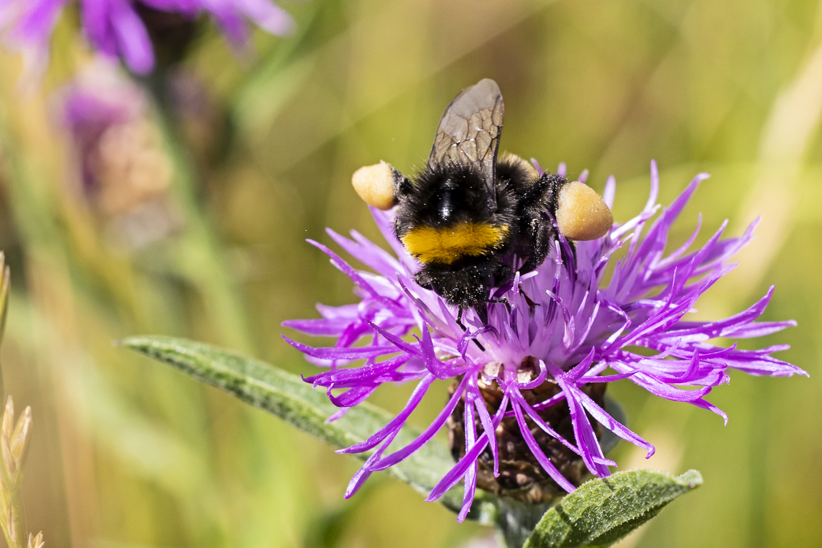 Fleißige Erdhummel