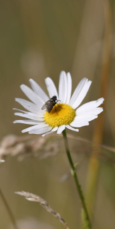 Fleißige Fliege