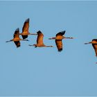 Fleißige Flieger