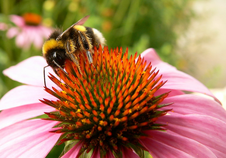 fleissige Frau Erdhummel