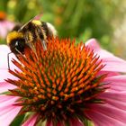 fleissige Frau Erdhummel