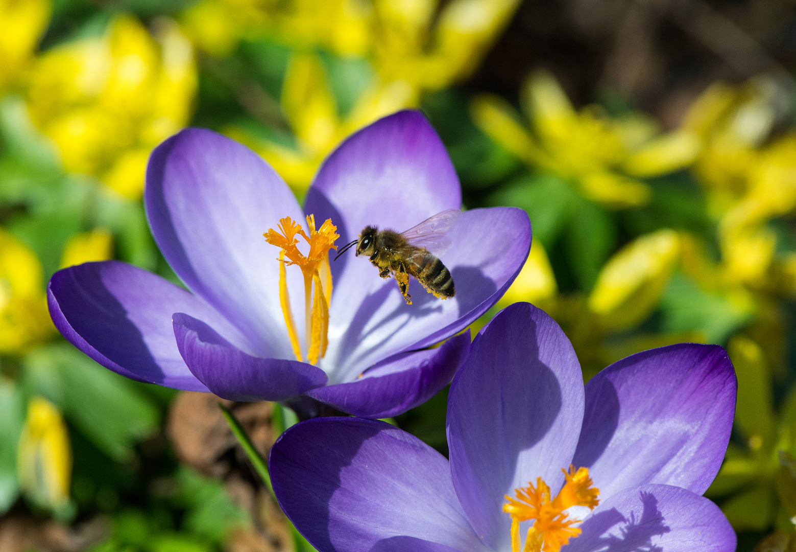 Fleissige Frühlingsbotschafter