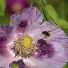 fleissige Helfer mit Schattenbild auf Mohn