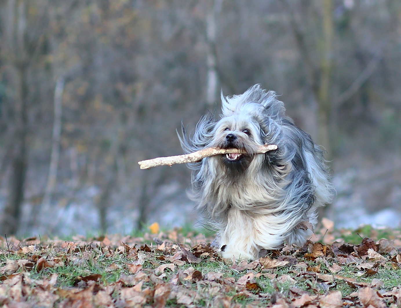 fleissige Holzsammlerin...