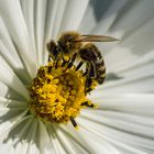 Fleißige Honigbiene