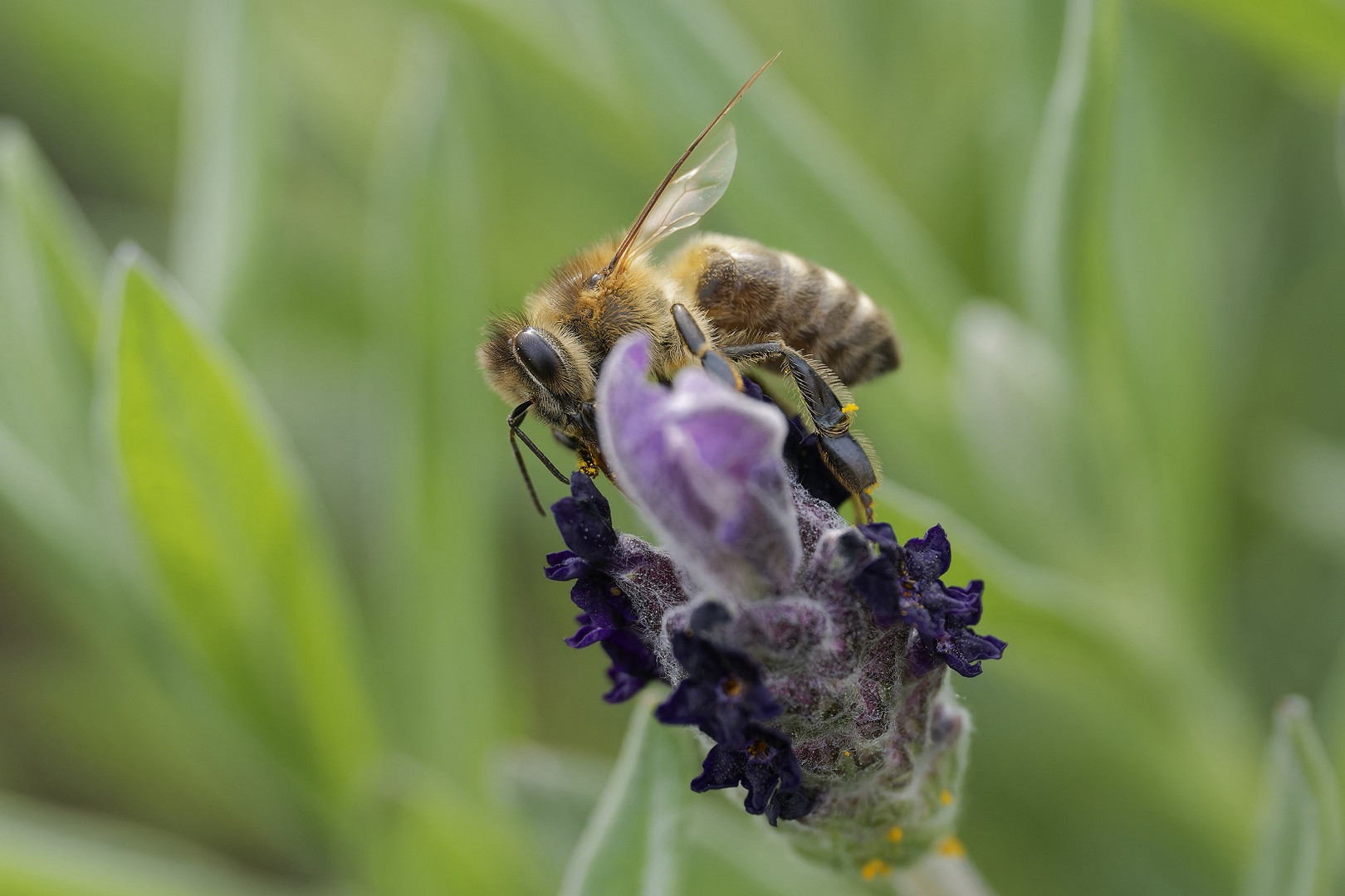 Fleißige Honigbiene auf meinem Schopflavendel im Garten