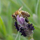 Fleißige Honigbiene auf meinem Schopflavendel im Garten