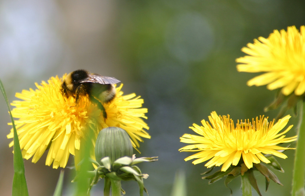 fleißige Hummel