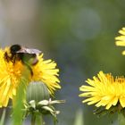 fleißige Hummel