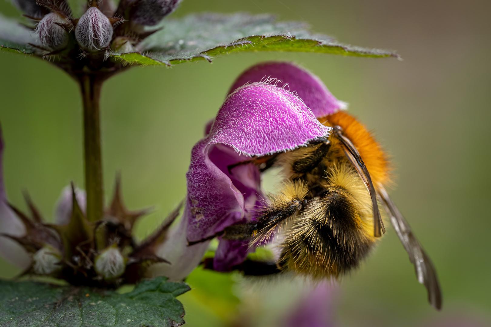 Fleissige Hummel