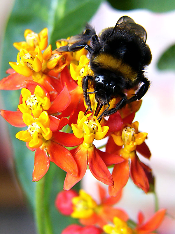 Fleißige Hummel