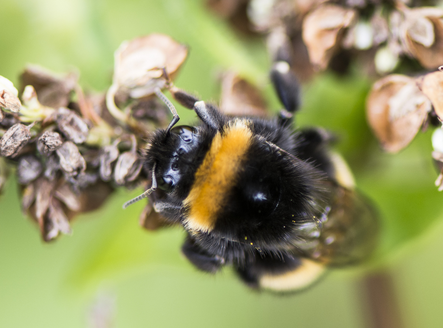 fleißige Hummel