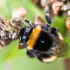 fleißige Hummel