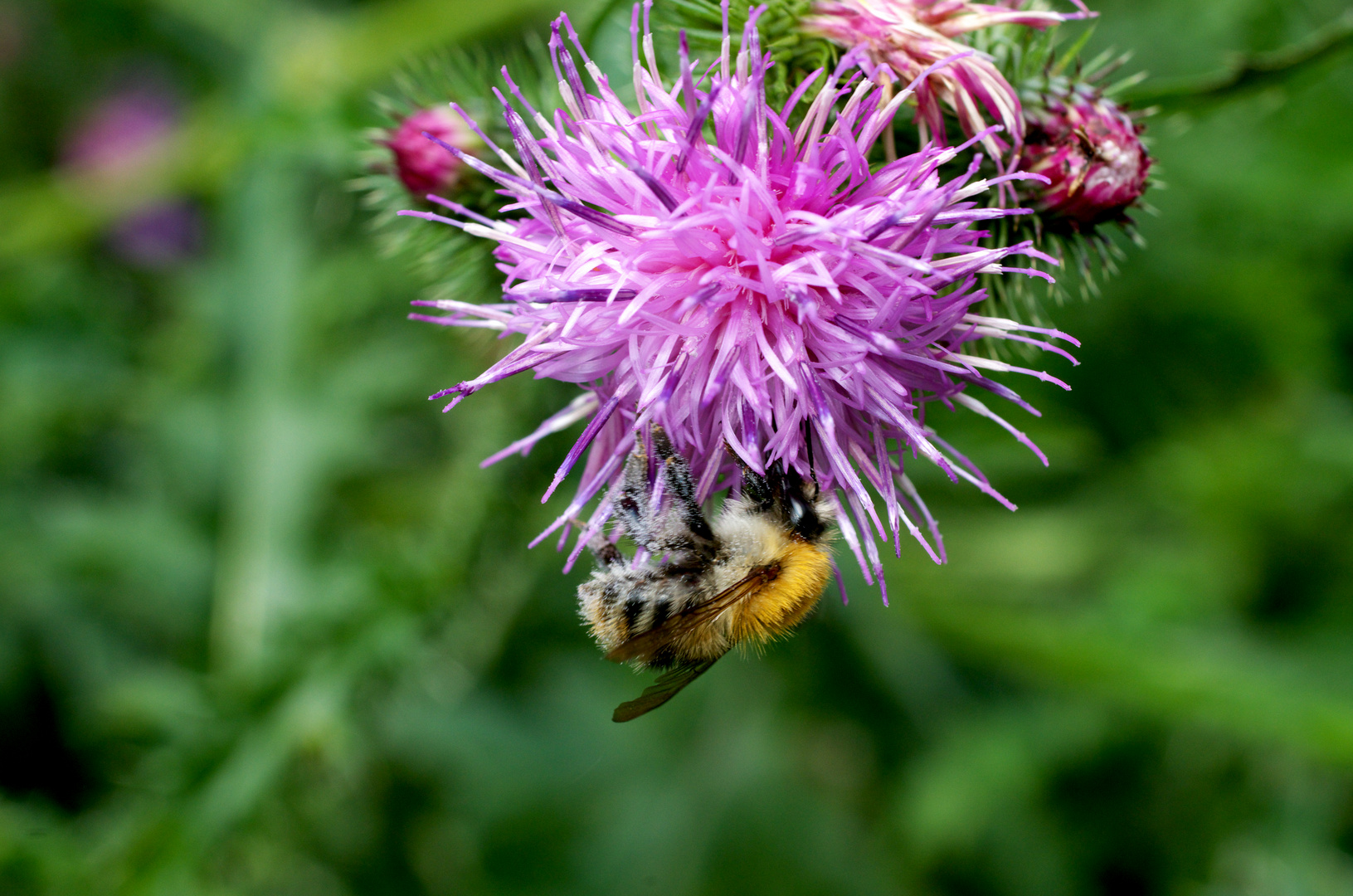 Fleißige Hummel