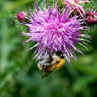 Fleißige Hummel