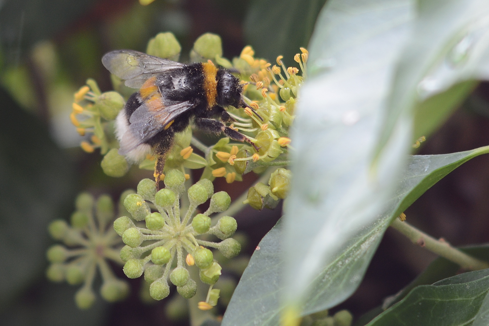 Fleißige Hummel 1