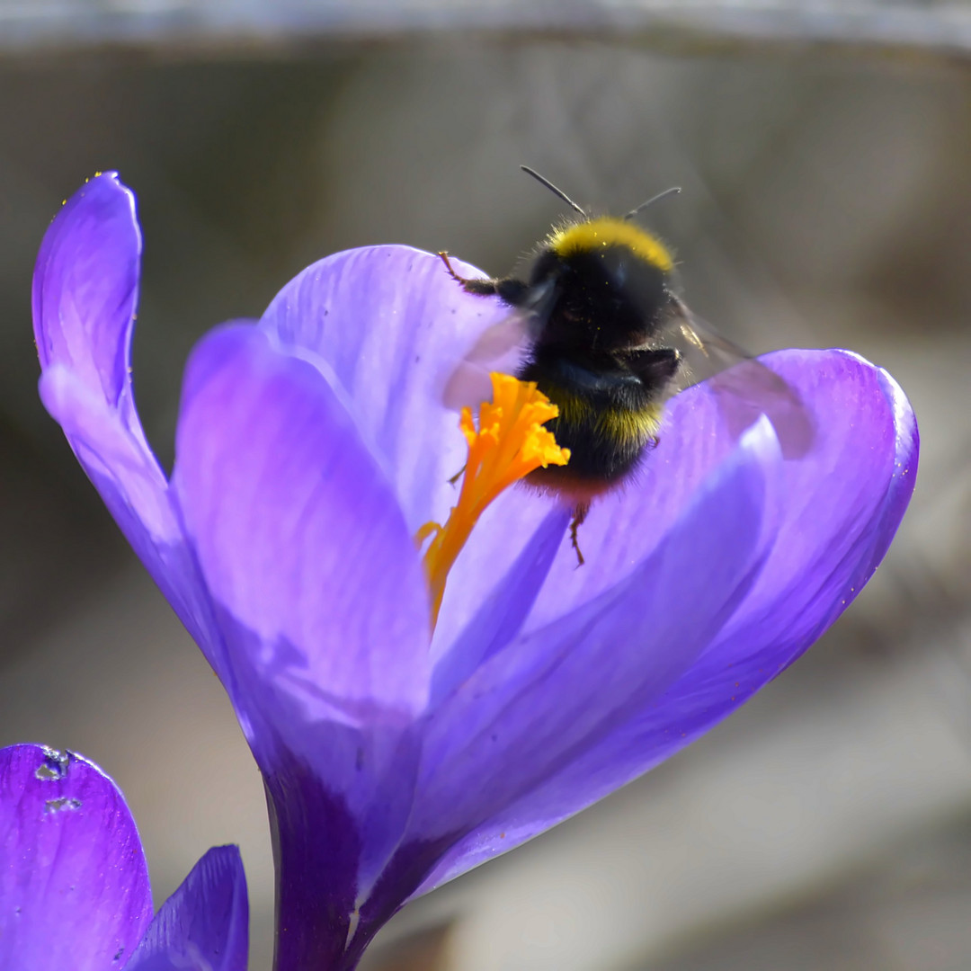 Fleißige Hummel 