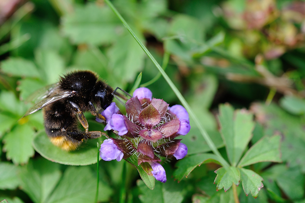 Fleißige Hummel