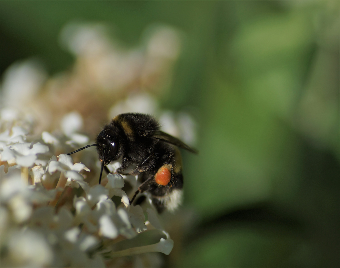 Fleißige Hummel