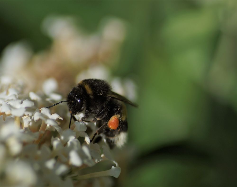 Fleißige Hummel