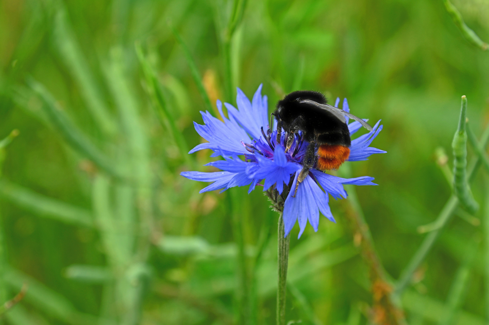 fleißige Hummel