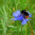 fleißige Hummel