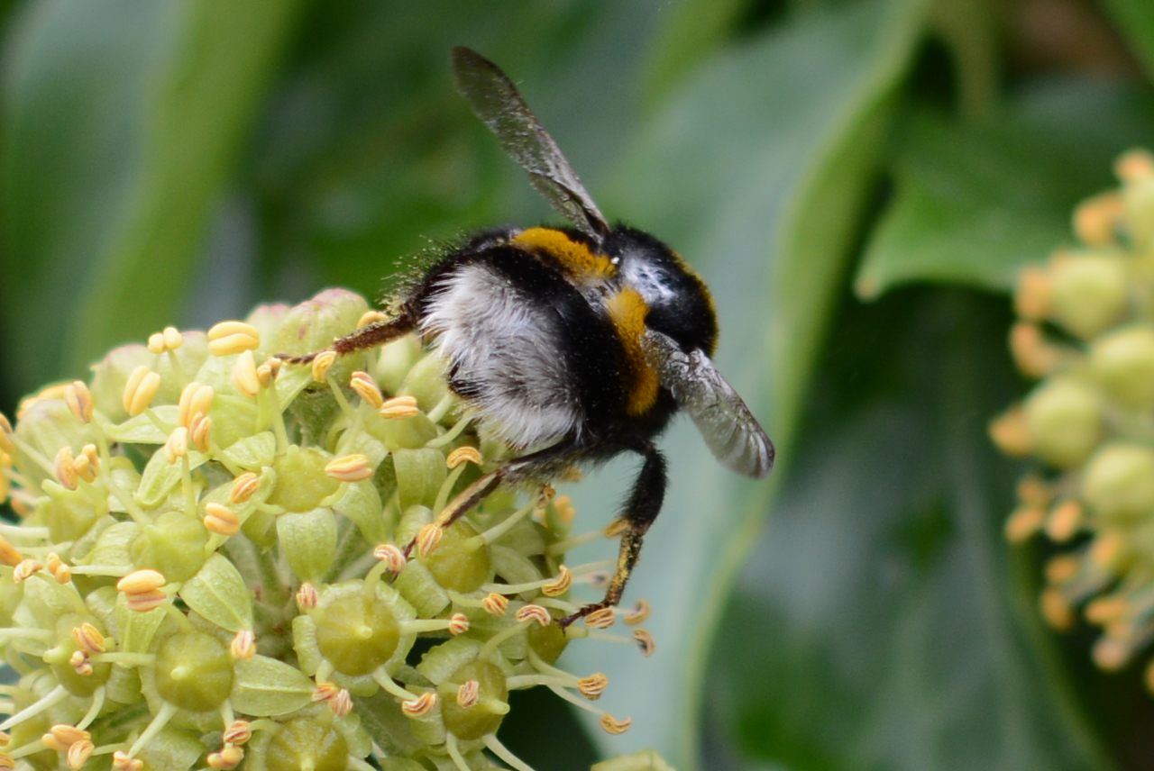 Fleißige Hummel 2