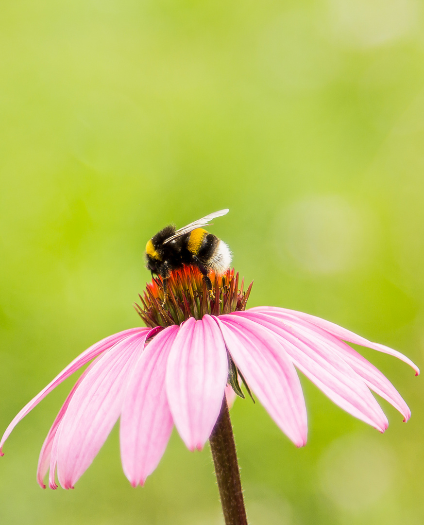 Fleißige Hummel